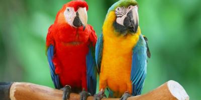 Pokaz ptaków egzotycznych