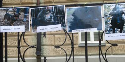 Pomoc dla zwierząt z "Psierocińca".